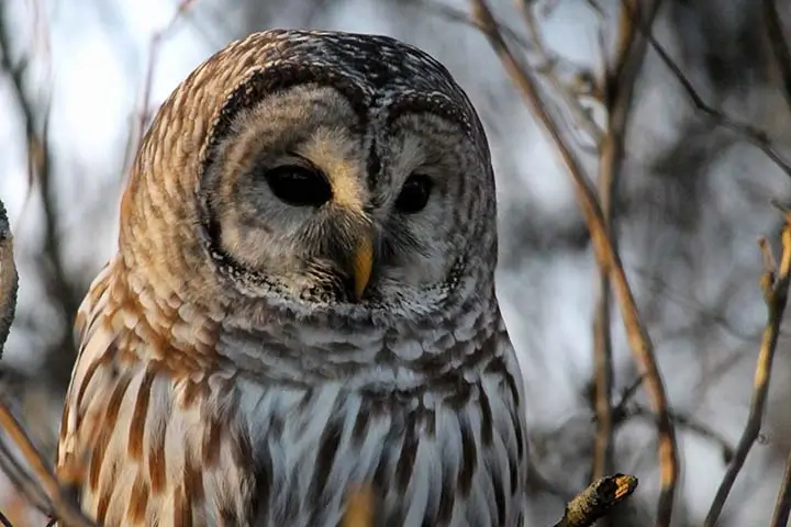 Barred Owl 